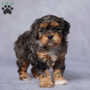 Gizmo, Cavapoo Puppy